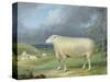 A Border Leicester Ewe-James Ward-Stretched Canvas