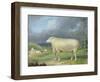 A Border Leicester Ewe-James Ward-Framed Giclee Print