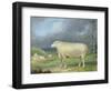 A Border Leicester Ewe-James Ward-Framed Giclee Print