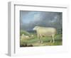 A Border Leicester Ewe-James Ward-Framed Giclee Print