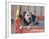 A Border Terrier Lying on an Old Colorfully Painted Bench-Zandria Muench Beraldo-Framed Photographic Print