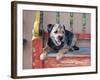 A Border Terrier Lying on an Old Colorfully Painted Bench-Zandria Muench Beraldo-Framed Photographic Print