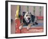 A Border Terrier Lying on an Old Colorfully Painted Bench-Zandria Muench Beraldo-Framed Photographic Print