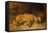 A Border Terrier Puppy, 1884 (Oil on Canvas)-Philip Eustace Stretton-Framed Stretched Canvas