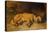 A Border Terrier Puppy, 1884 (Oil on Canvas)-Philip Eustace Stretton-Stretched Canvas