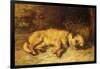 A Border Terrier Puppy-Philip Eustace Stretton-Framed Giclee Print