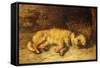 A Border Terrier Puppy-Philip Eustace Stretton-Framed Stretched Canvas