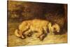 A Border Terrier Puppy-Philip Eustace Stretton-Stretched Canvas