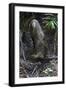 A Bornean Bearded Pig (Sus Barbatus)-Craig Lovell-Framed Premium Photographic Print