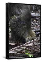 A Bornean Bearded Pig (Sus Barbatus)-Craig Lovell-Framed Stretched Canvas