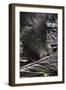 A Bornean Bearded Pig (Sus Barbatus)-Craig Lovell-Framed Premium Photographic Print