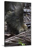 A Bornean Bearded Pig (Sus Barbatus)-Craig Lovell-Stretched Canvas