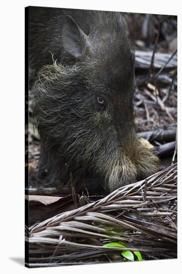 A Bornean Bearded Pig (Sus Barbatus)-Craig Lovell-Stretched Canvas