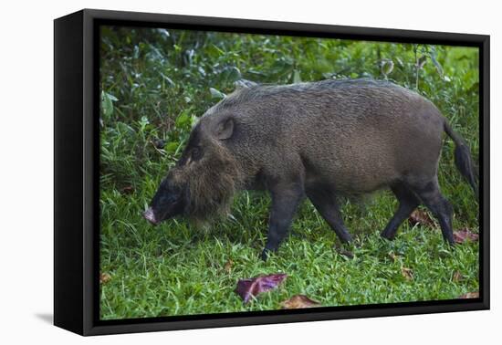 A Bornean Bearded Pig (Sus Barbatus)-Craig Lovell-Framed Stretched Canvas