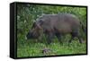 A Bornean Bearded Pig (Sus Barbatus)-Craig Lovell-Framed Stretched Canvas