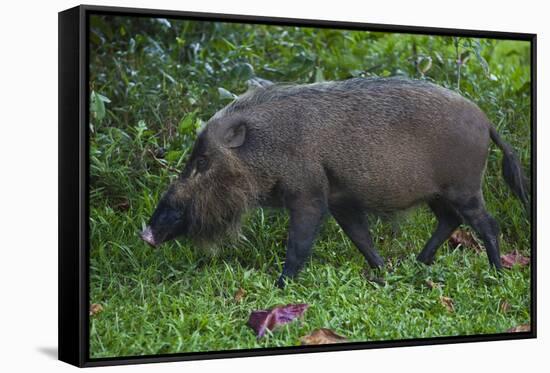 A Bornean Bearded Pig (Sus Barbatus)-Craig Lovell-Framed Stretched Canvas