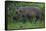 A Bornean Bearded Pig (Sus Barbatus)-Craig Lovell-Framed Stretched Canvas