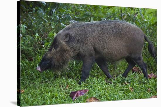 A Bornean Bearded Pig (Sus Barbatus)-Craig Lovell-Stretched Canvas