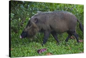 A Bornean Bearded Pig (Sus Barbatus)-Craig Lovell-Stretched Canvas