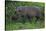 A Bornean Bearded Pig (Sus Barbatus)-Craig Lovell-Stretched Canvas