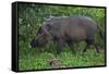 A Bornean Bearded Pig (Sus Barbatus)-Craig Lovell-Framed Stretched Canvas