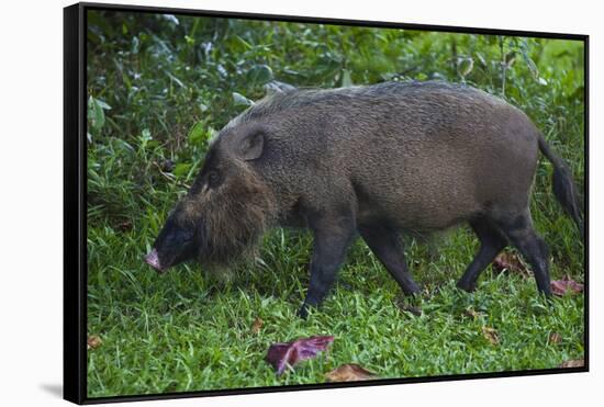 A Bornean Bearded Pig (Sus Barbatus)-Craig Lovell-Framed Stretched Canvas