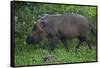 A Bornean Bearded Pig (Sus Barbatus)-Craig Lovell-Framed Stretched Canvas