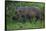 A Bornean Bearded Pig (Sus Barbatus)-Craig Lovell-Framed Stretched Canvas