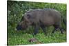 A Bornean Bearded Pig (Sus Barbatus)-Craig Lovell-Stretched Canvas