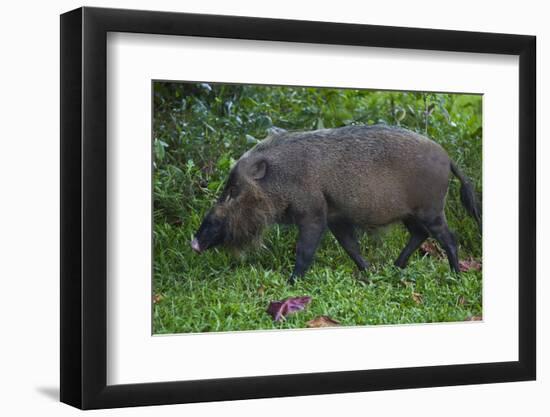 A Bornean Bearded Pig (Sus Barbatus)-Craig Lovell-Framed Premium Photographic Print