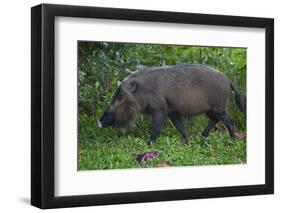 A Bornean Bearded Pig (Sus Barbatus)-Craig Lovell-Framed Premium Photographic Print