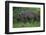 A Bornean Bearded Pig (Sus Barbatus)-Craig Lovell-Framed Premium Photographic Print