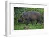 A Bornean Bearded Pig (Sus Barbatus)-Craig Lovell-Framed Premium Photographic Print