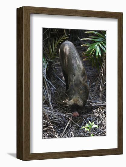 A Bornean Bearded Pig (Sus Barbatus)-Craig Lovell-Framed Photographic Print