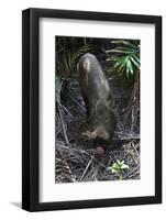 A Bornean Bearded Pig (Sus Barbatus)-Craig Lovell-Framed Photographic Print