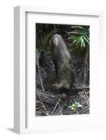 A Bornean Bearded Pig (Sus Barbatus)-Craig Lovell-Framed Photographic Print