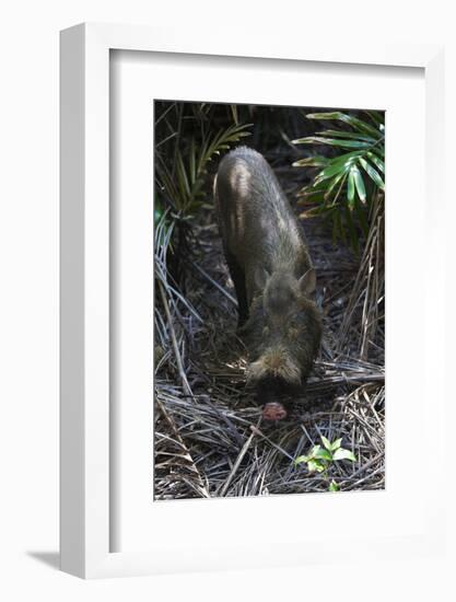 A Bornean Bearded Pig (Sus Barbatus)-Craig Lovell-Framed Photographic Print