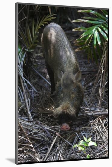 A Bornean Bearded Pig (Sus Barbatus)-Craig Lovell-Mounted Photographic Print