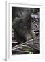 A Bornean Bearded Pig (Sus Barbatus)-Craig Lovell-Framed Photographic Print