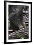 A Bornean Bearded Pig (Sus Barbatus)-Craig Lovell-Framed Photographic Print