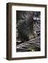 A Bornean Bearded Pig (Sus Barbatus)-Craig Lovell-Framed Photographic Print