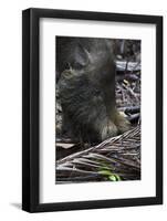 A Bornean Bearded Pig (Sus Barbatus)-Craig Lovell-Framed Photographic Print