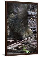 A Bornean Bearded Pig (Sus Barbatus)-Craig Lovell-Framed Photographic Print