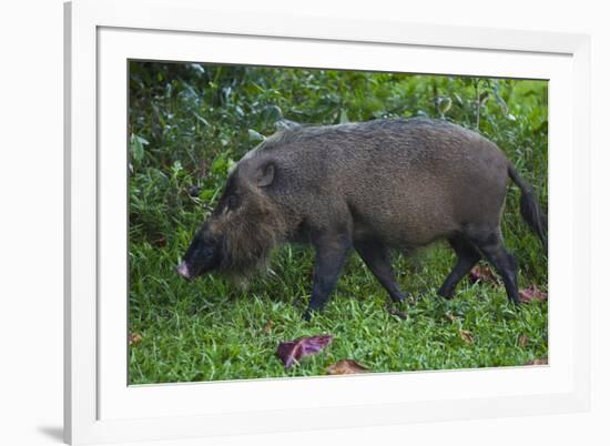 A Bornean Bearded Pig (Sus Barbatus)-Craig Lovell-Framed Photographic Print