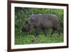 A Bornean Bearded Pig (Sus Barbatus)-Craig Lovell-Framed Photographic Print