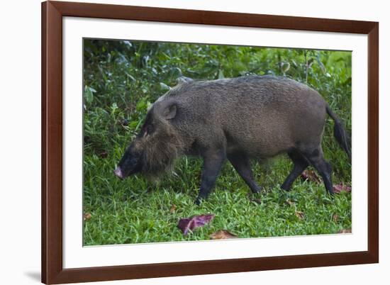 A Bornean Bearded Pig (Sus Barbatus)-Craig Lovell-Framed Photographic Print