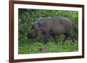 A Bornean Bearded Pig (Sus Barbatus)-Craig Lovell-Framed Photographic Print