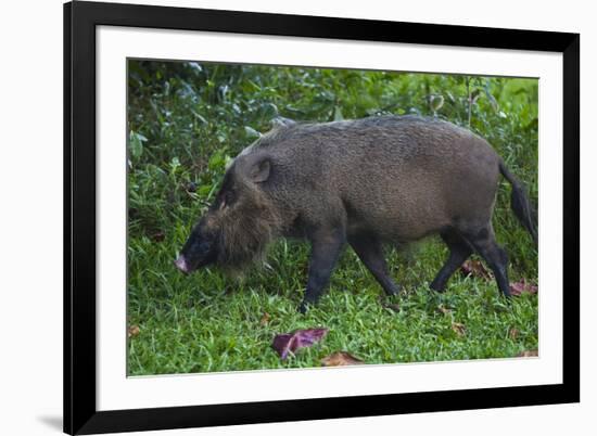 A Bornean Bearded Pig (Sus Barbatus)-Craig Lovell-Framed Photographic Print