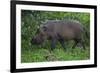 A Bornean Bearded Pig (Sus Barbatus)-Craig Lovell-Framed Photographic Print