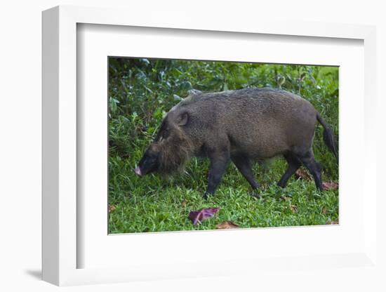 A Bornean Bearded Pig (Sus Barbatus)-Craig Lovell-Framed Photographic Print